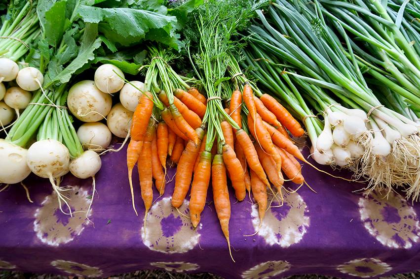 Root vegetables recently picked and collected in bunches for display on a table at Hereford Farm.
