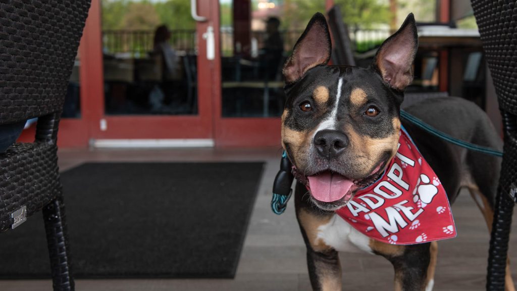 Pet-Friendly Spots