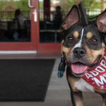 Pet-Friendly Spots
