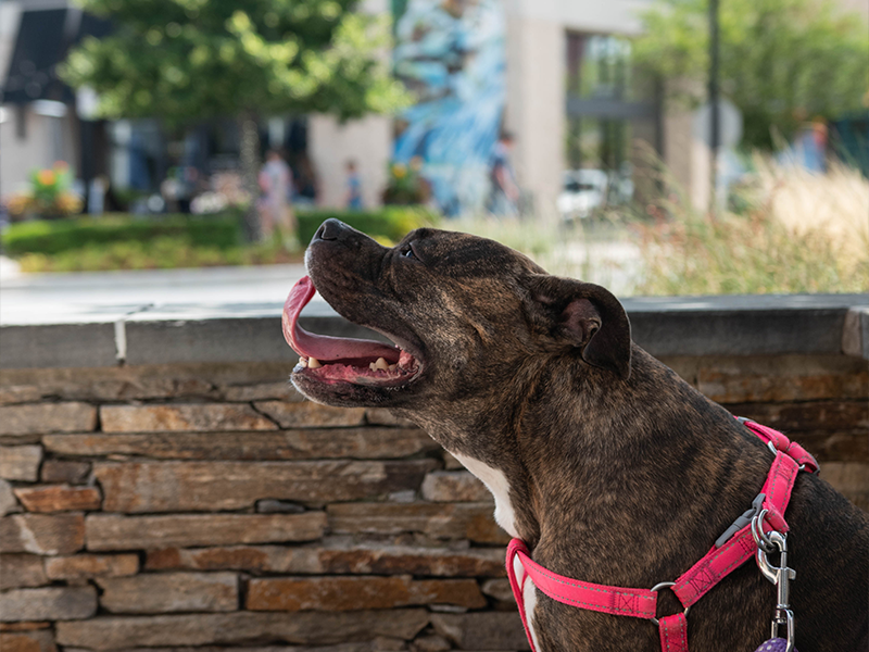 A profile image of a pitbull mix in front of a stone wall with his mouth open and tongue curled up, as if in the middle of panting.