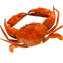 Crack into Crabs