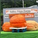 Arrival of the Giant Pumpkin