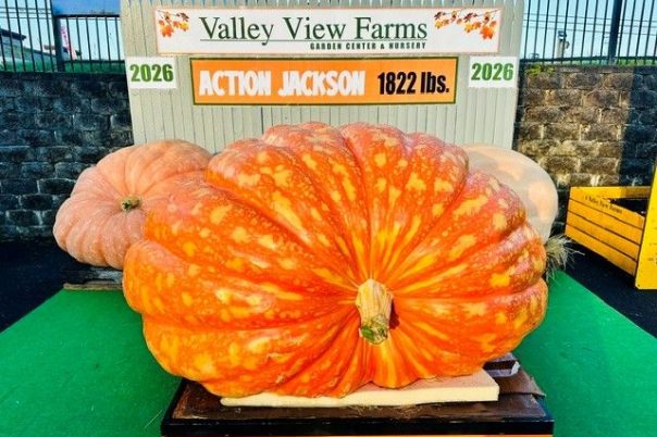 Action Jackson 1822 pound Pumpkin
