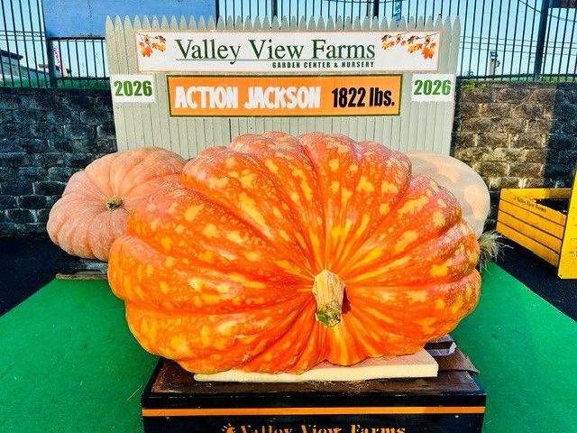 Action Jackson 1822 pound Pumpkin
