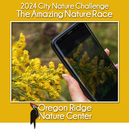 City Nature Challenge – The Amazing Nature Race