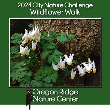 City Nature Challenge – Wildflower Walk