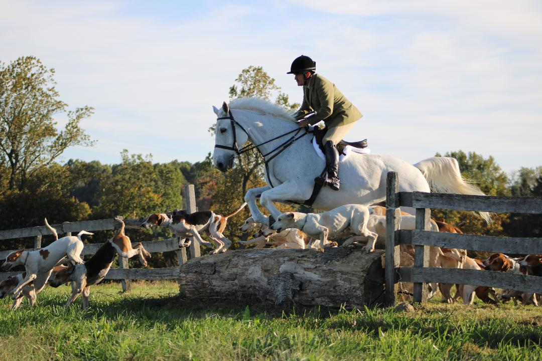 Horses & Hounds Exhibition at Manor Mill