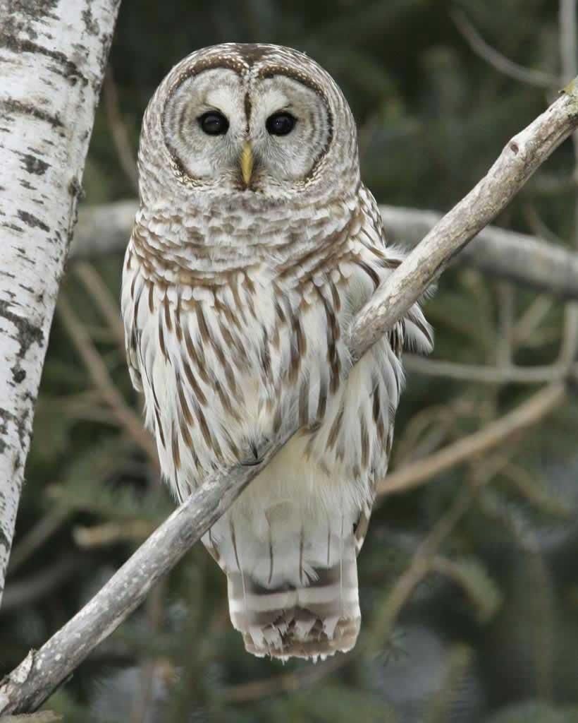 Build a Barred Owl Nesting Box with Tom Parmelee