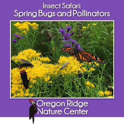 Insect Safari: Spring Bugs and Pollinators