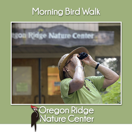 Morning Bird Walk