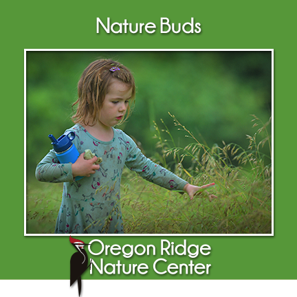 Nature Buds – Meadows