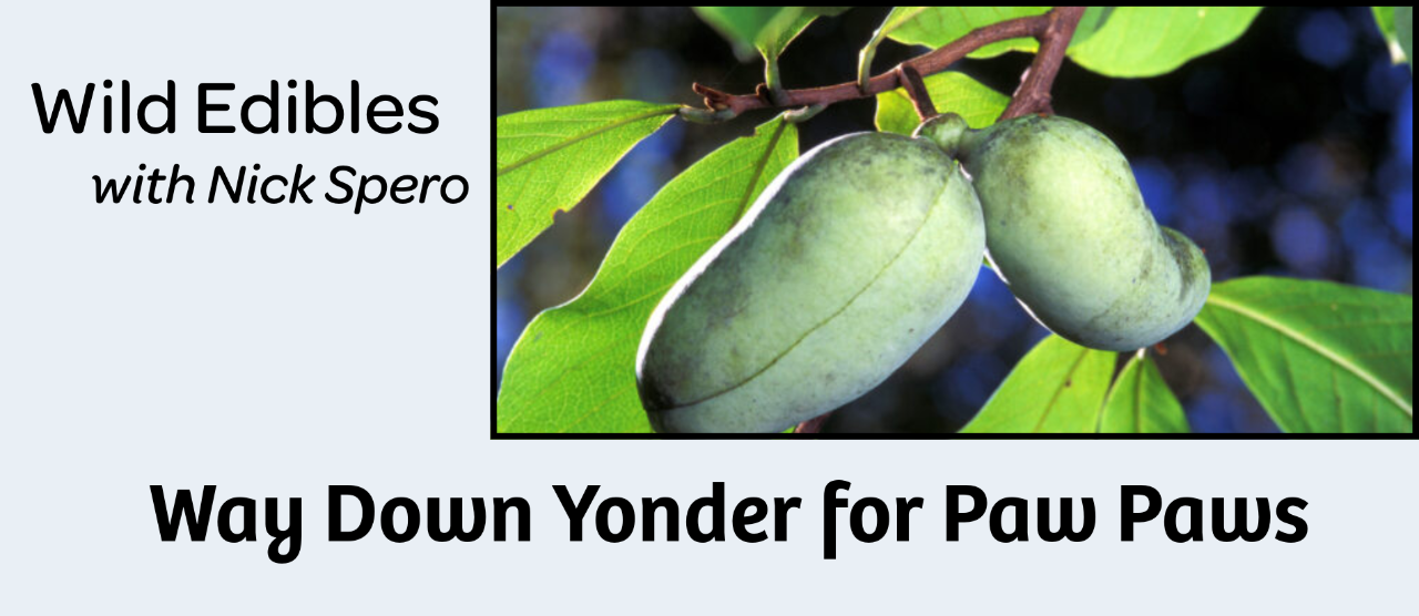 Wild Edibles: Way Down Yonder for Pawpaws