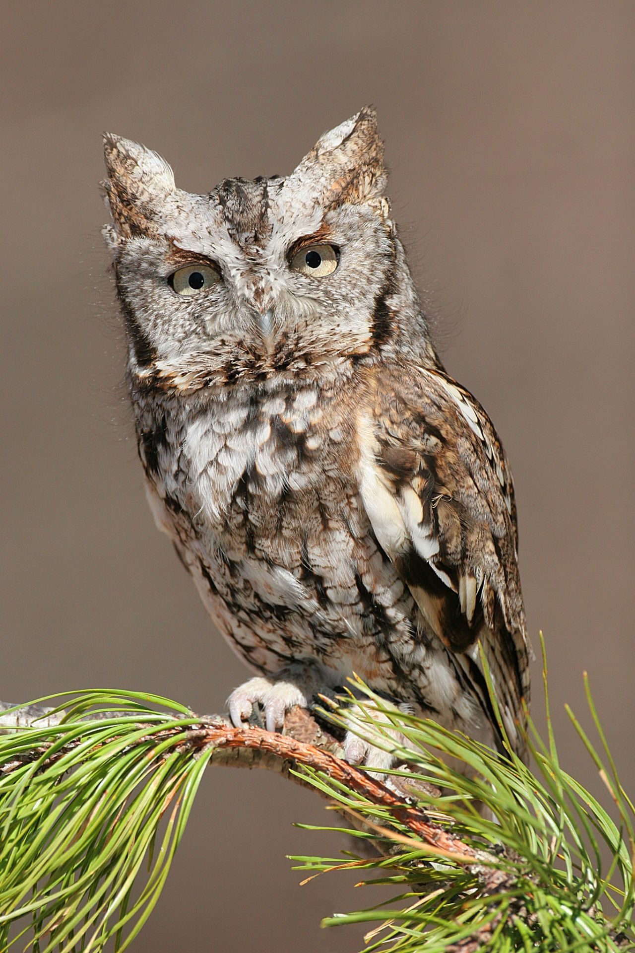 Build a Screech Owl Nesting Box with Tom Parmelee