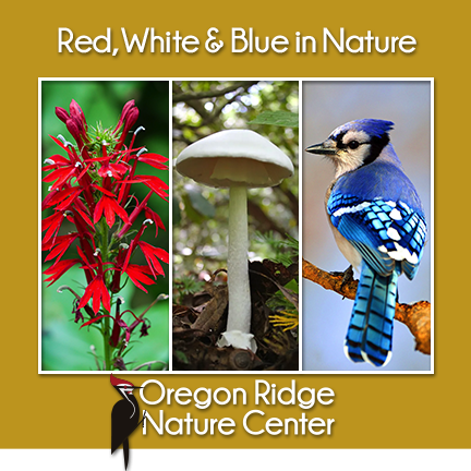 Red, White & Blue in Nature