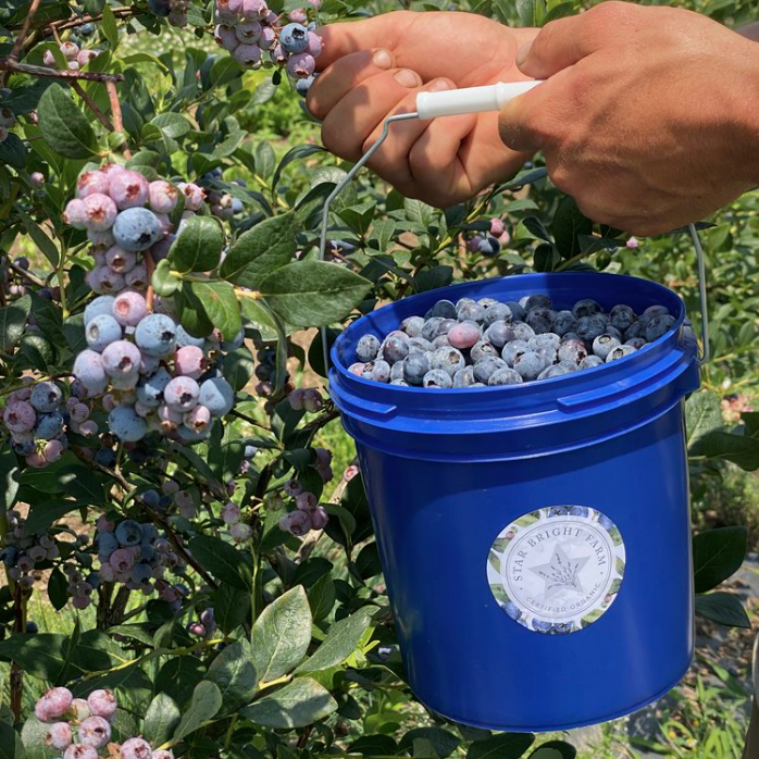 Blueberry Festival