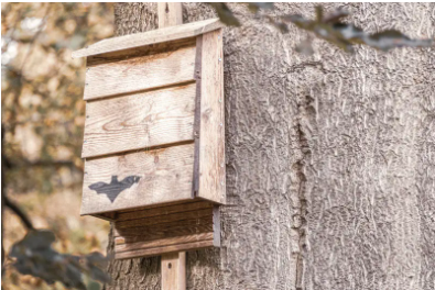 Assemble a Bat House with Tom Parmelee