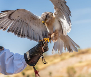 Intro to Raptors with MD School of Falconry