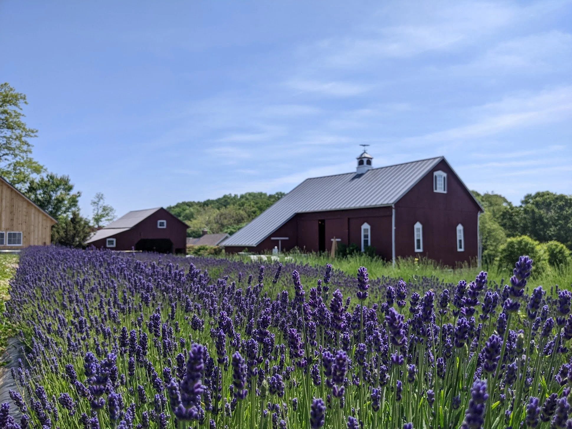 Lavender Festival