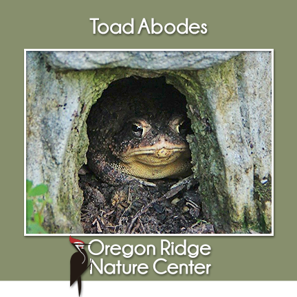 Toad Abodes