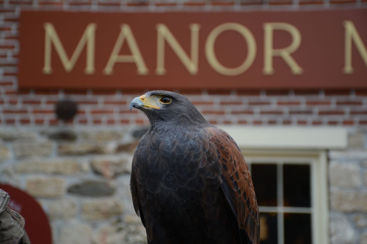 Intro to Raptors with MD School of Falconry