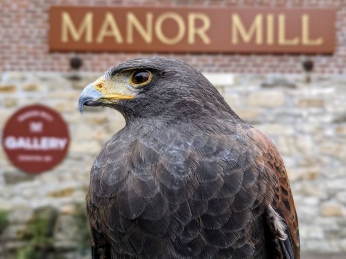 Bird Day at Manor Mill
