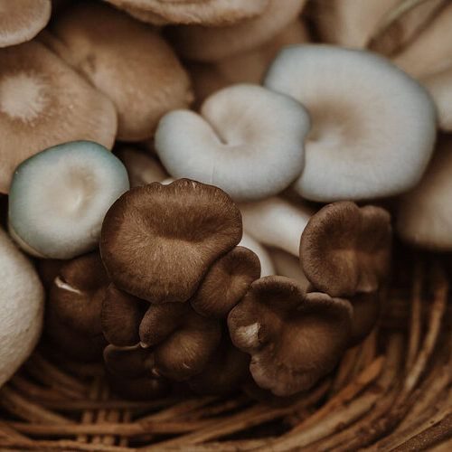 Shiitake Log Inoculation with Spore and Seed